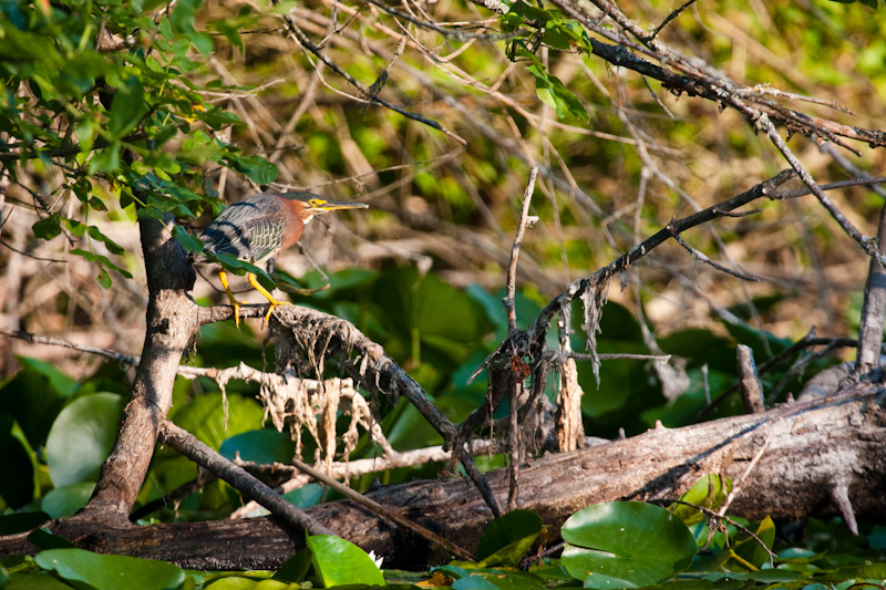 Green Heron